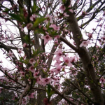 Dressed in Pink and Green
