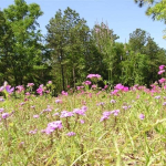 pix/FLA Wildflowers