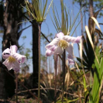 FLA Swampland