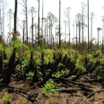 FLA Swampland