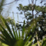 FLA Swampland