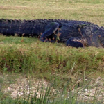 FLA Swampland