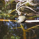 FLA Swampland