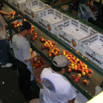 Ga Peaches