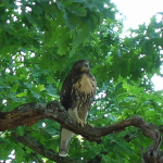 The Rose Hill Raptor