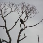 the Eagle flys on friday