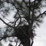 the Eagle flys on friday