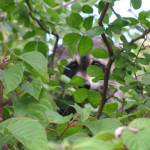 baby Racoon