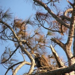 Eaglet