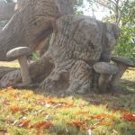 Little Mushrooms
