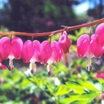 BLEEDING HEARTS