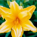 KENTUCKY FLOWER