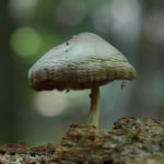 abb mushroom