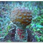 Amanita Allmanata