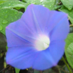 Blue Monday