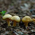 Shrooms