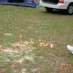 Fire Ant Trail