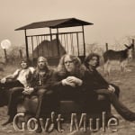 mule