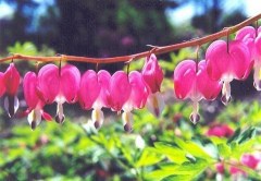 BLEEDING HEARTS