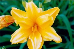 KENTUCKY FLOWER