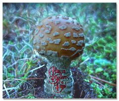 Amanita Allmanata