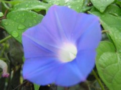 Blue Monday