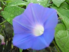 Blue Monday