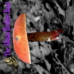 mushroom art