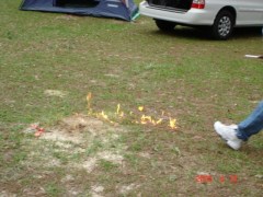 Fire Ant Trail