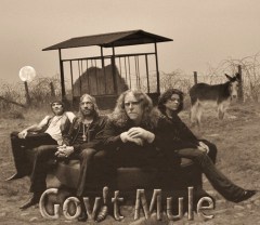 mule