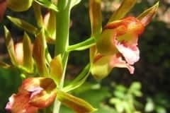 Butterfly Garden imo Berry