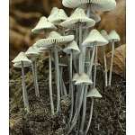 shroom