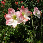 Memory Garden