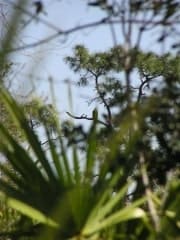 FLA Swampland