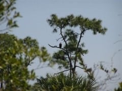 FLA Swampland