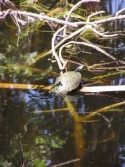 FLA Swampland