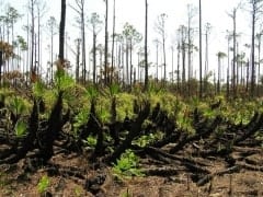 FLA Swampland