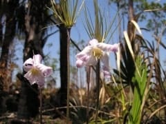 FLA Swampland