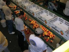 Ga Peaches