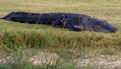 FLA Swampland