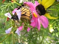 Memory Garden dedicated to Brother Duane