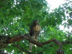 The Rose Hill Raptor