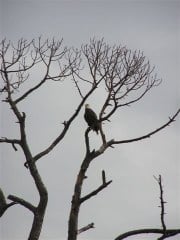 the Eagle flys on friday