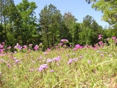 pix/FLA Wildflowers