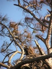 Eaglet
