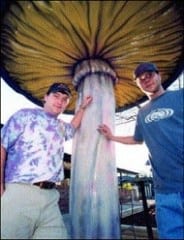 Mellow Mushroom